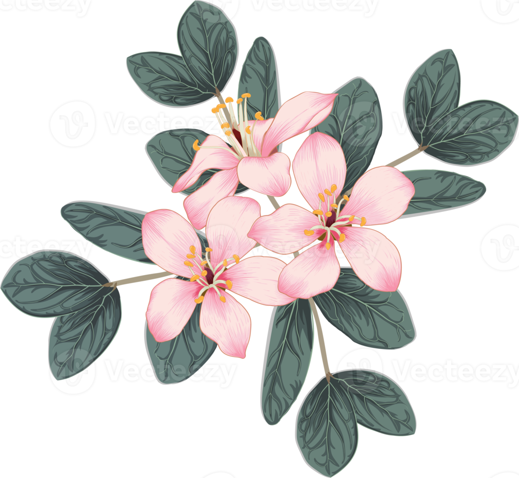 Bouquet pink cherry blossom flowers drawing transparency background.Floral object. png