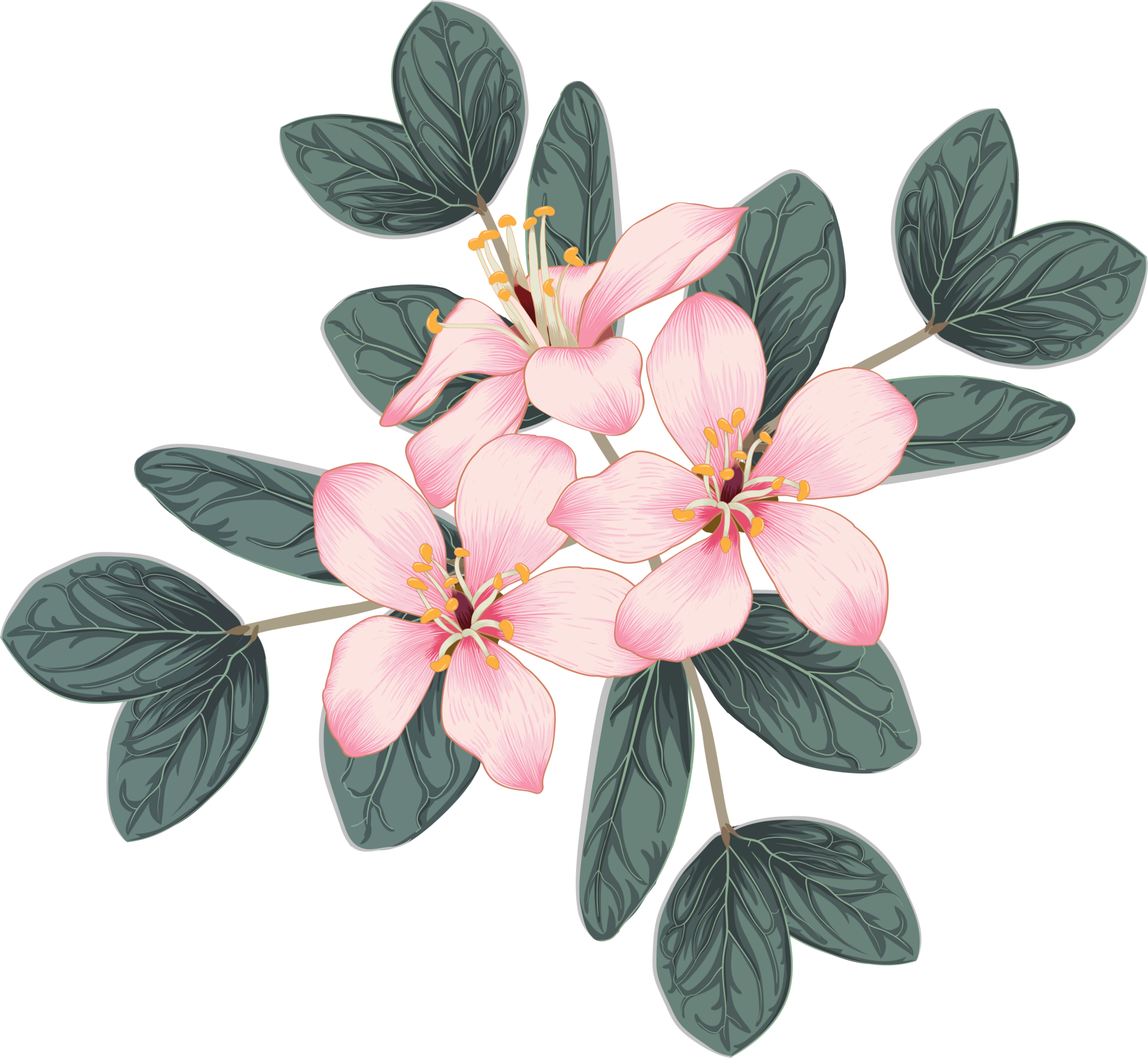 Bouquet pink cherry blossom flowers drawing transparency   object. 8469616 PNG