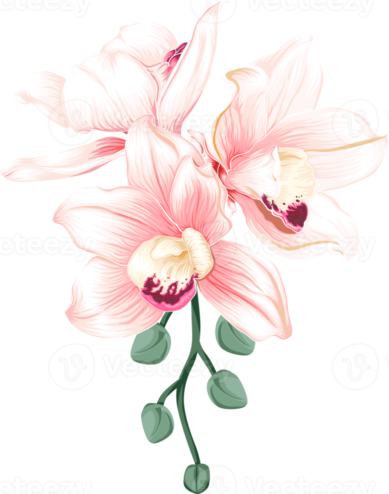 Bouquet Orchid flower drawing transparency background.Floral object. png