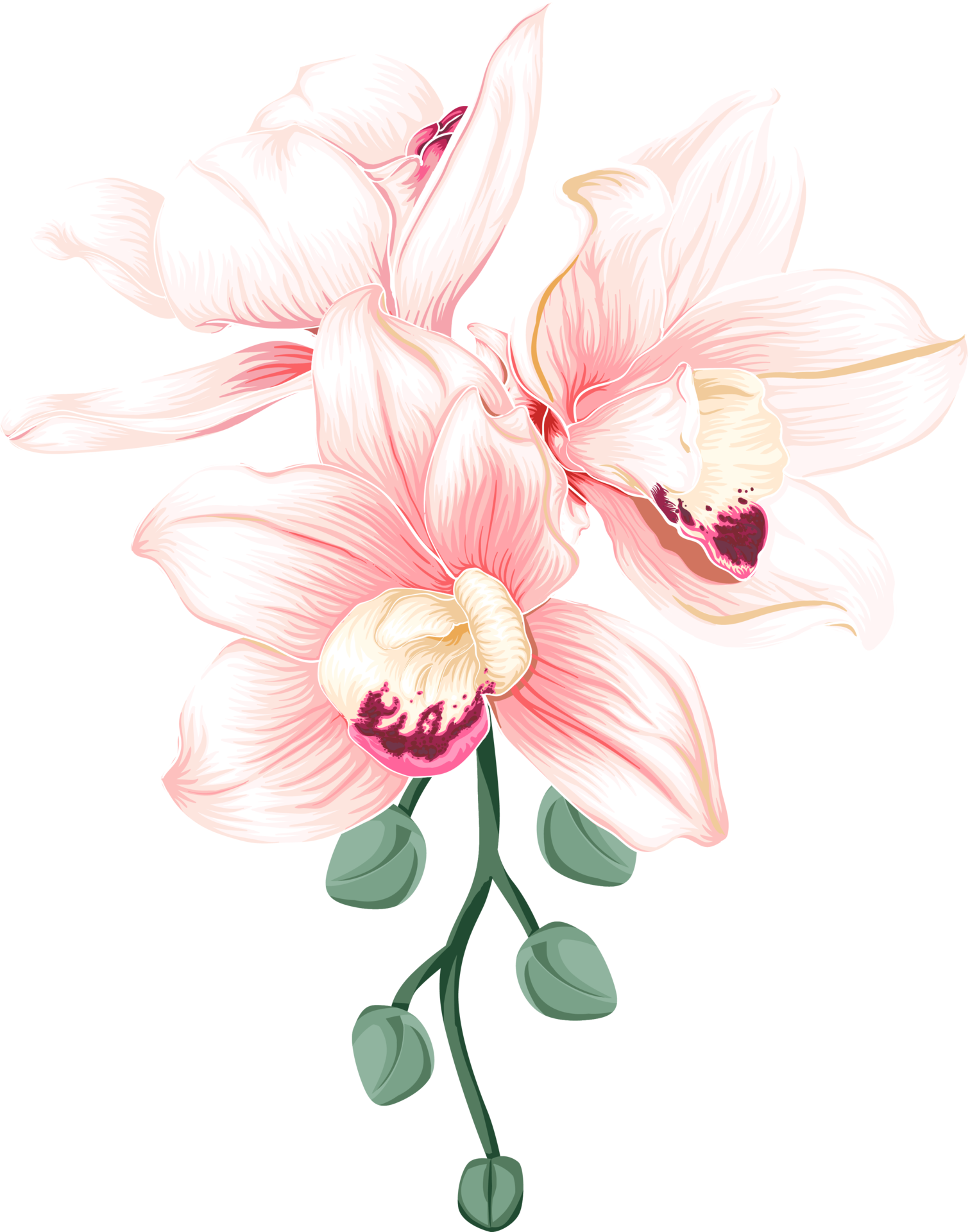 Orchid Flower. Sketch Vector. Royalty Free SVG, Cliparts, Vectors, And  Stock Illustration. Image 95826329.