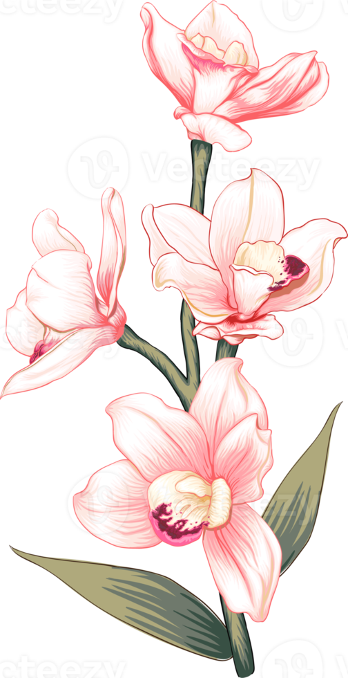 Bouquet Orchid flower drawing transparency background.Floral object. png