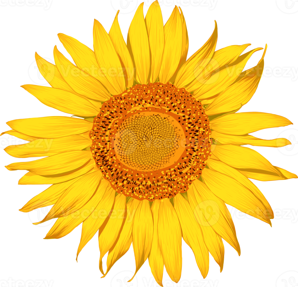 Sunflower flowers drawing transparency background. Floral object. png