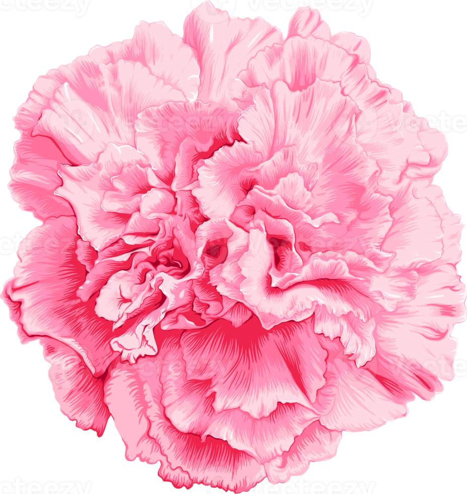 Pink Carnation flower drawing. png