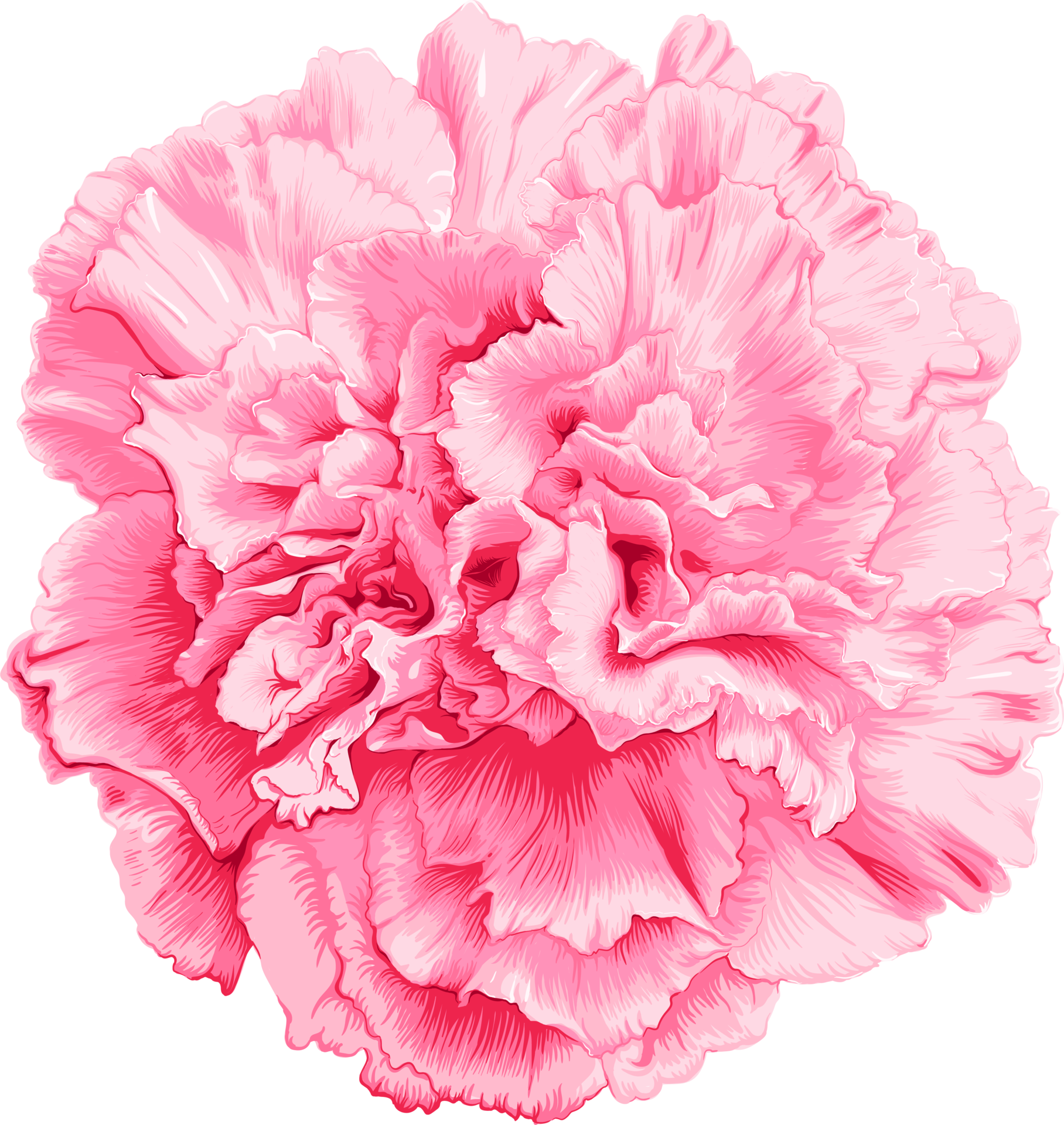 Pink Carnation flower drawing. 8469627 PNG