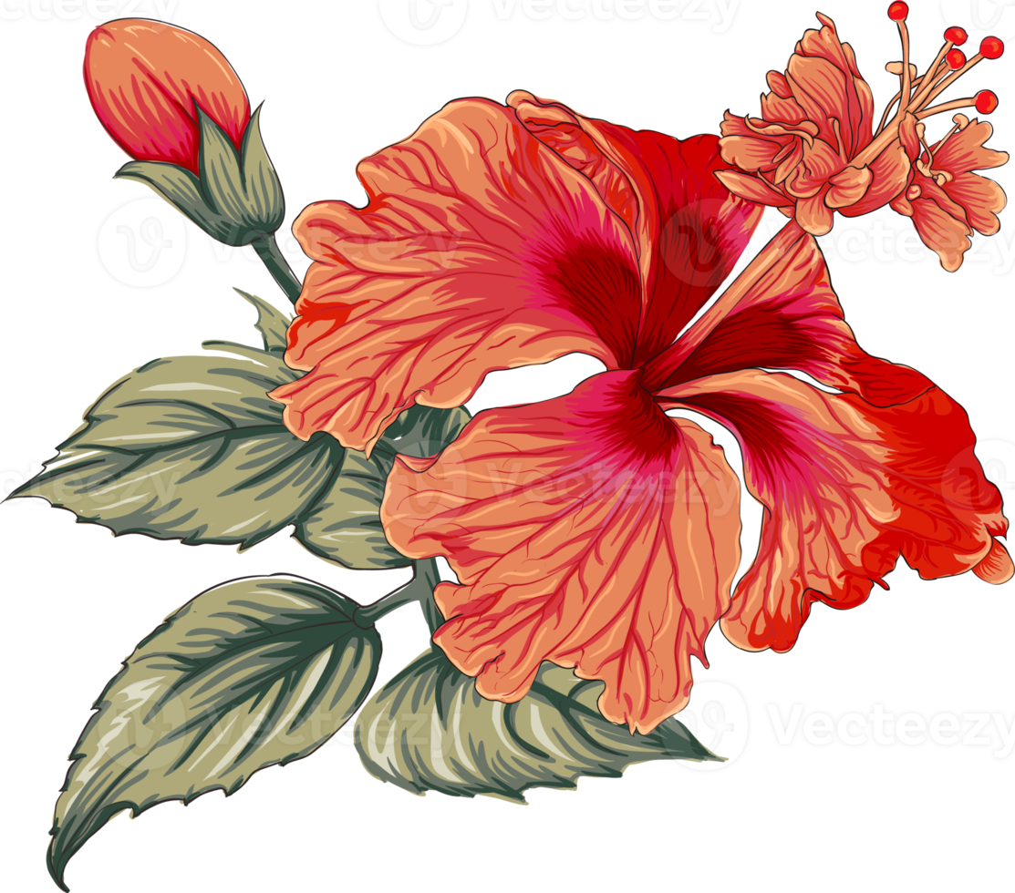 Bouquet Hibiscus flower drawing transparency background.Floral object. png