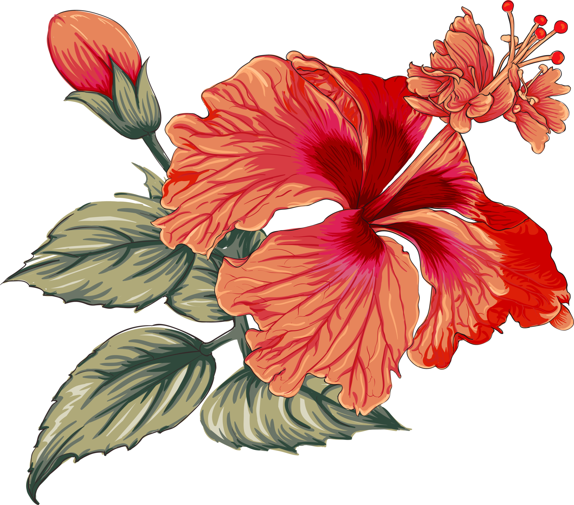 Fleurs D'hibiscus Séchées, Abstrait Banque D'Images et Photos Libres De  Droits. Image 17920331