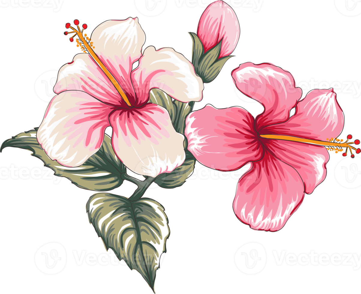 Bouquet Hibiscus flower drawing transparency background.Floral object. png
