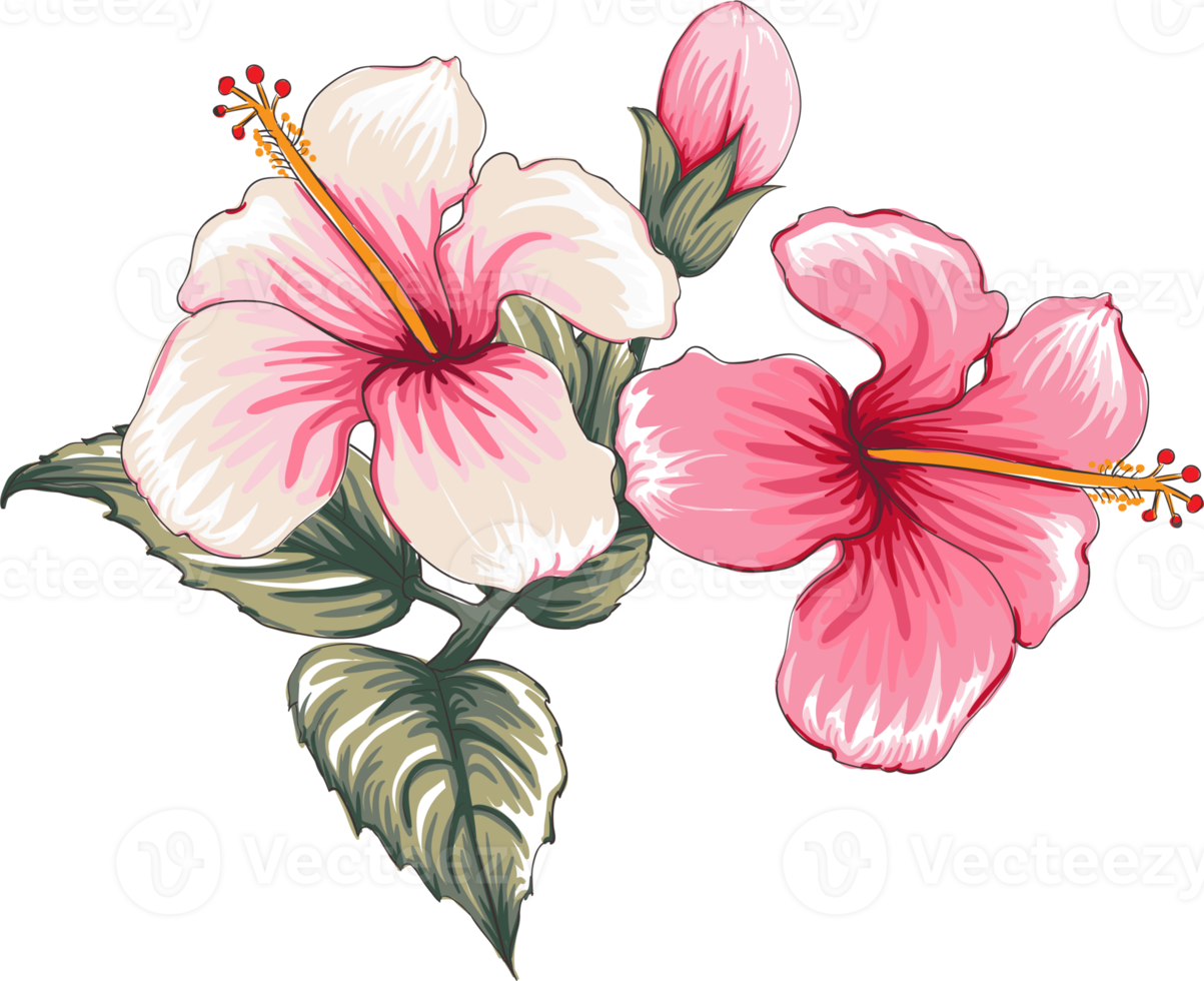 Free ramo de flores de hibisco dibujo transparencia floral. 8469629 PNG with Transparent Background Free ramo de flores de hibisco dibujo transparencia floral. 8469629 PNG with Transparent Background