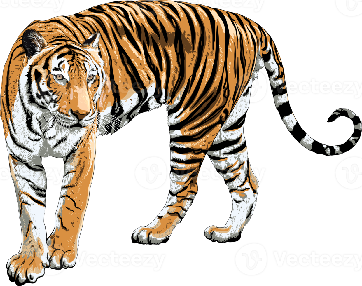 fond de transparence de dessin de tigre. objet animalier png