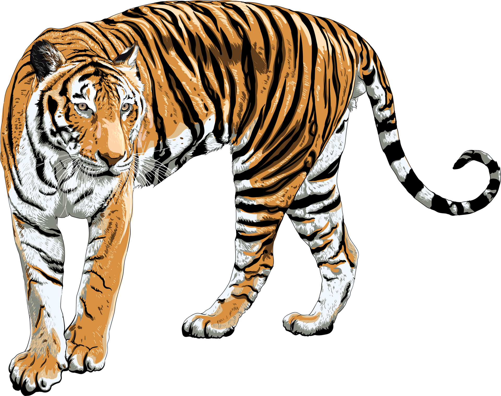 Free Tiger drawing transparency background. Animal object 8469631 PNG with Transparent  Background