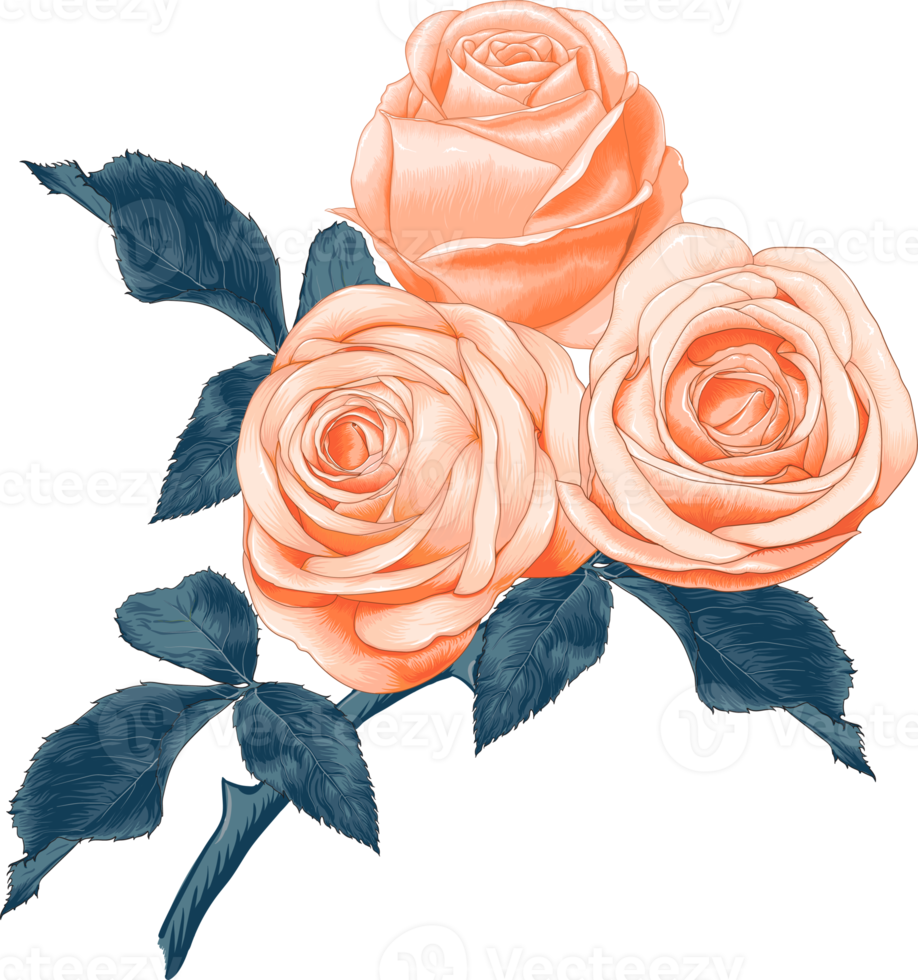 Free rosa rosa flor dibujo transparencia  floral 8469633  PNG with Transparent Background