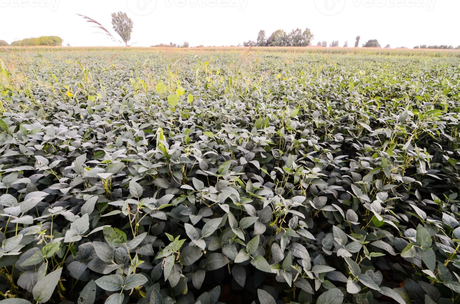 Fresh Green Soy Field photo