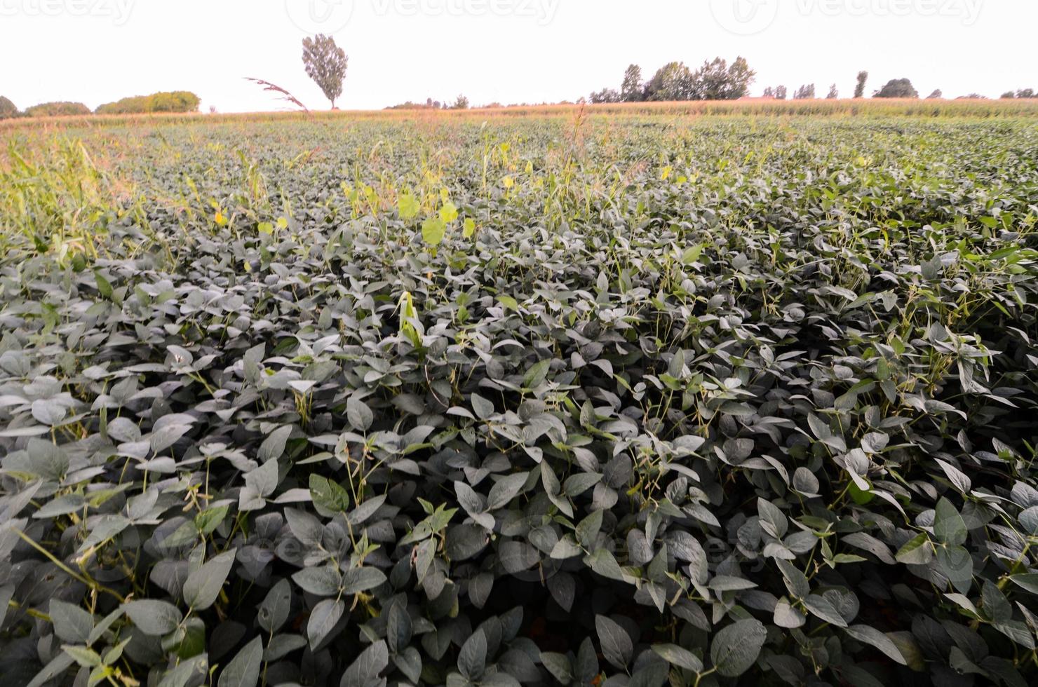 Fresh Green Soy Field photo