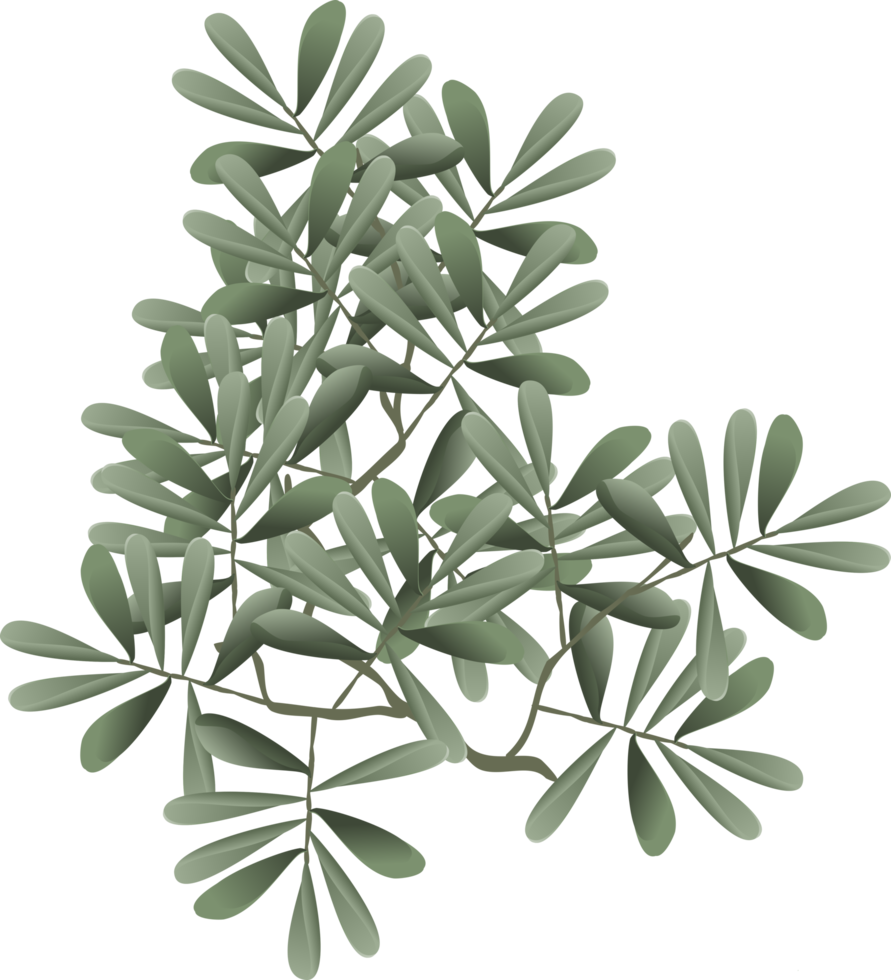 branch leaves bush transparent image png