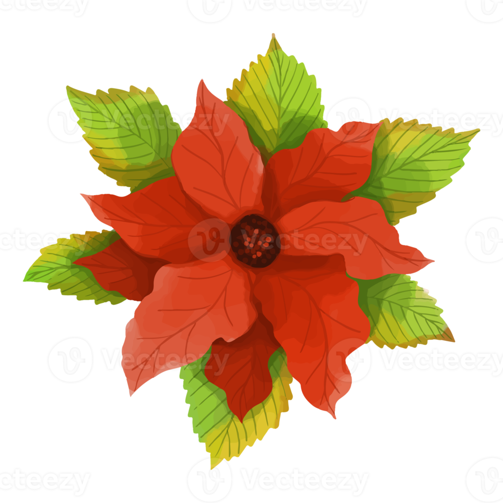 Watercolor flower, Flora clipart png