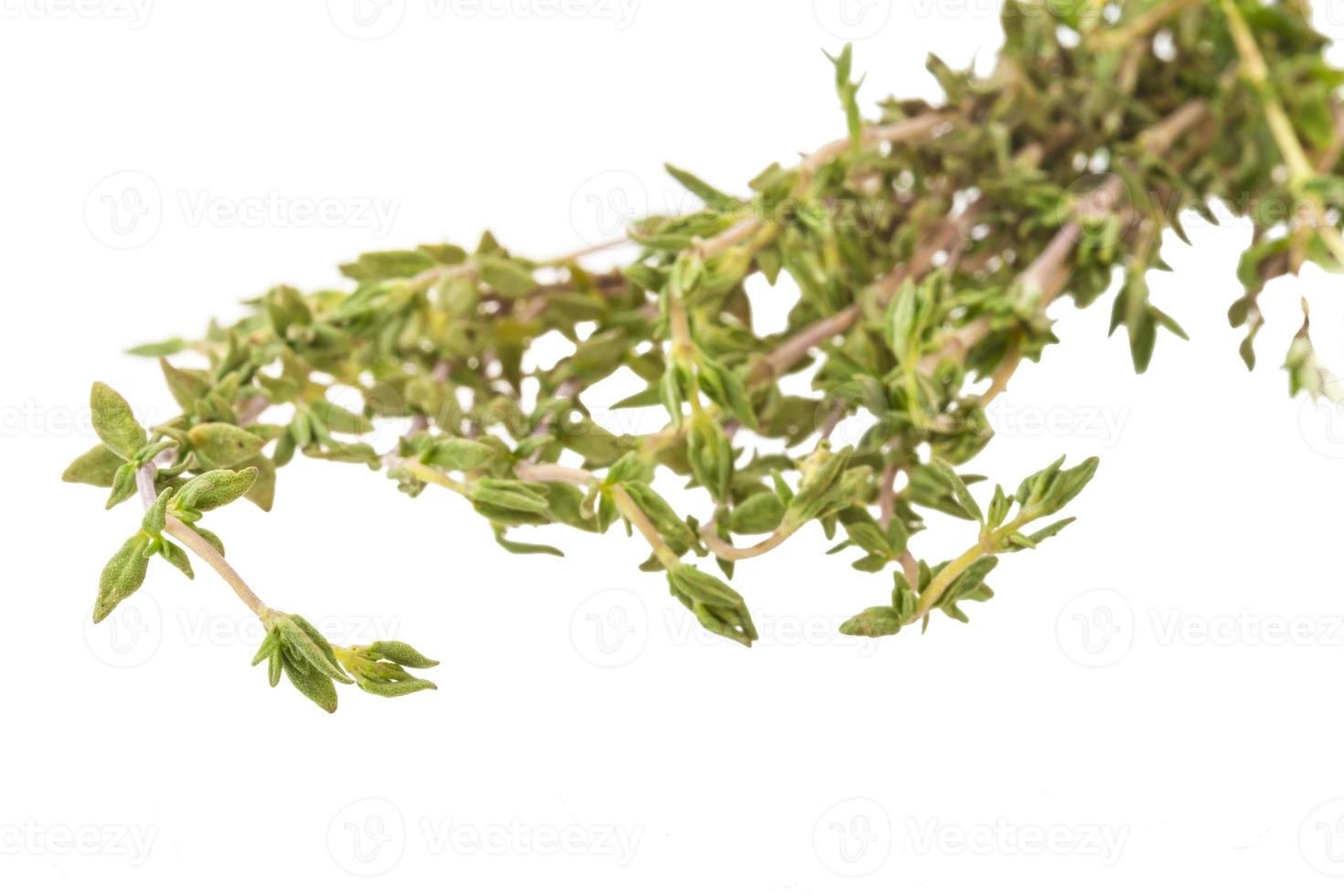 Fresh thyme branch photo