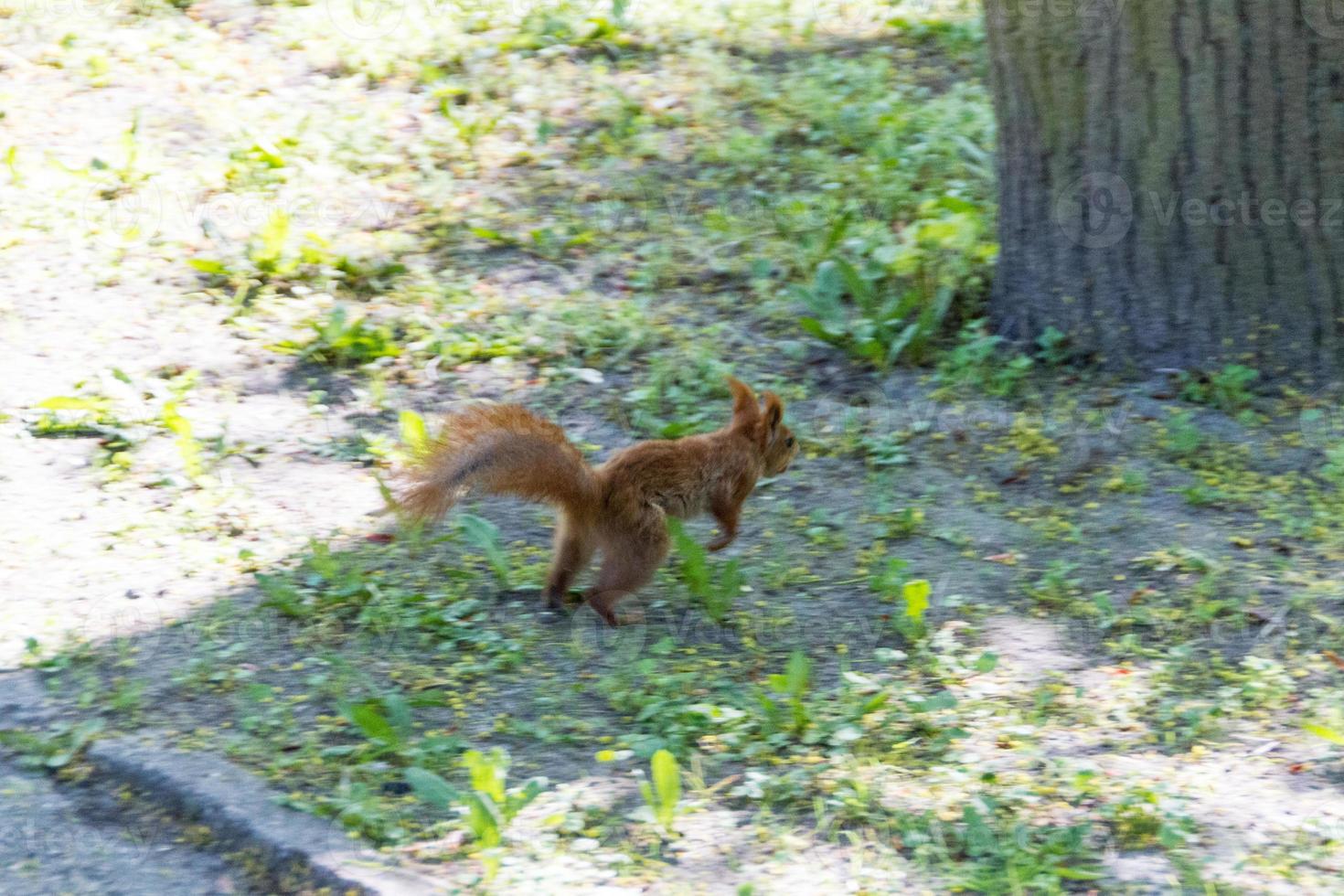 ardilla eurasiática roja foto