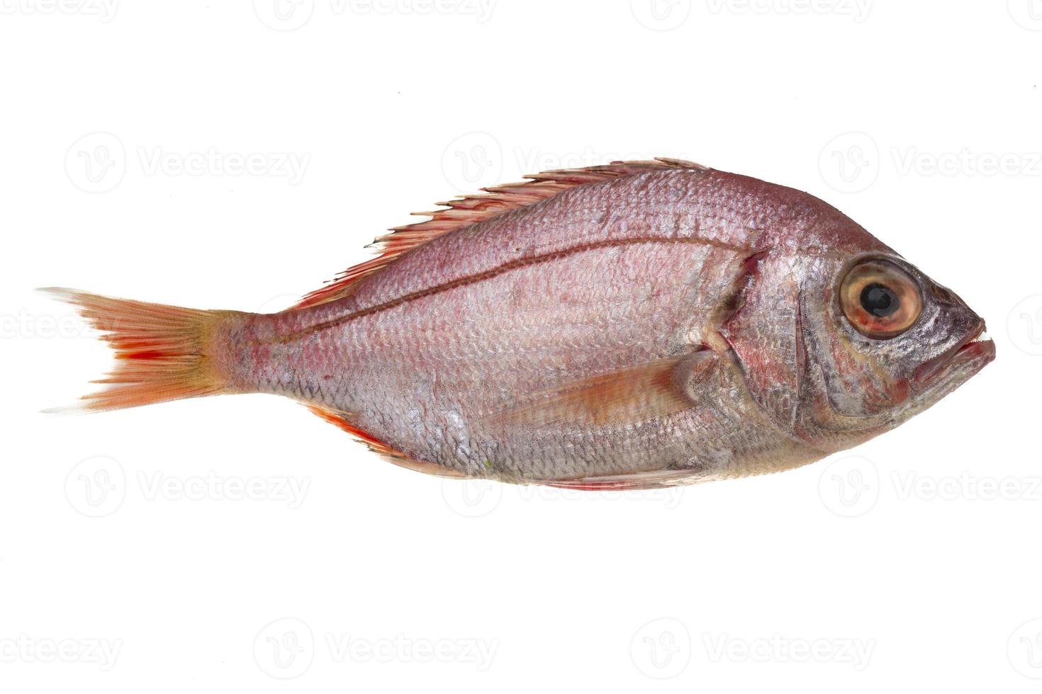 Raw Sea Perch photo