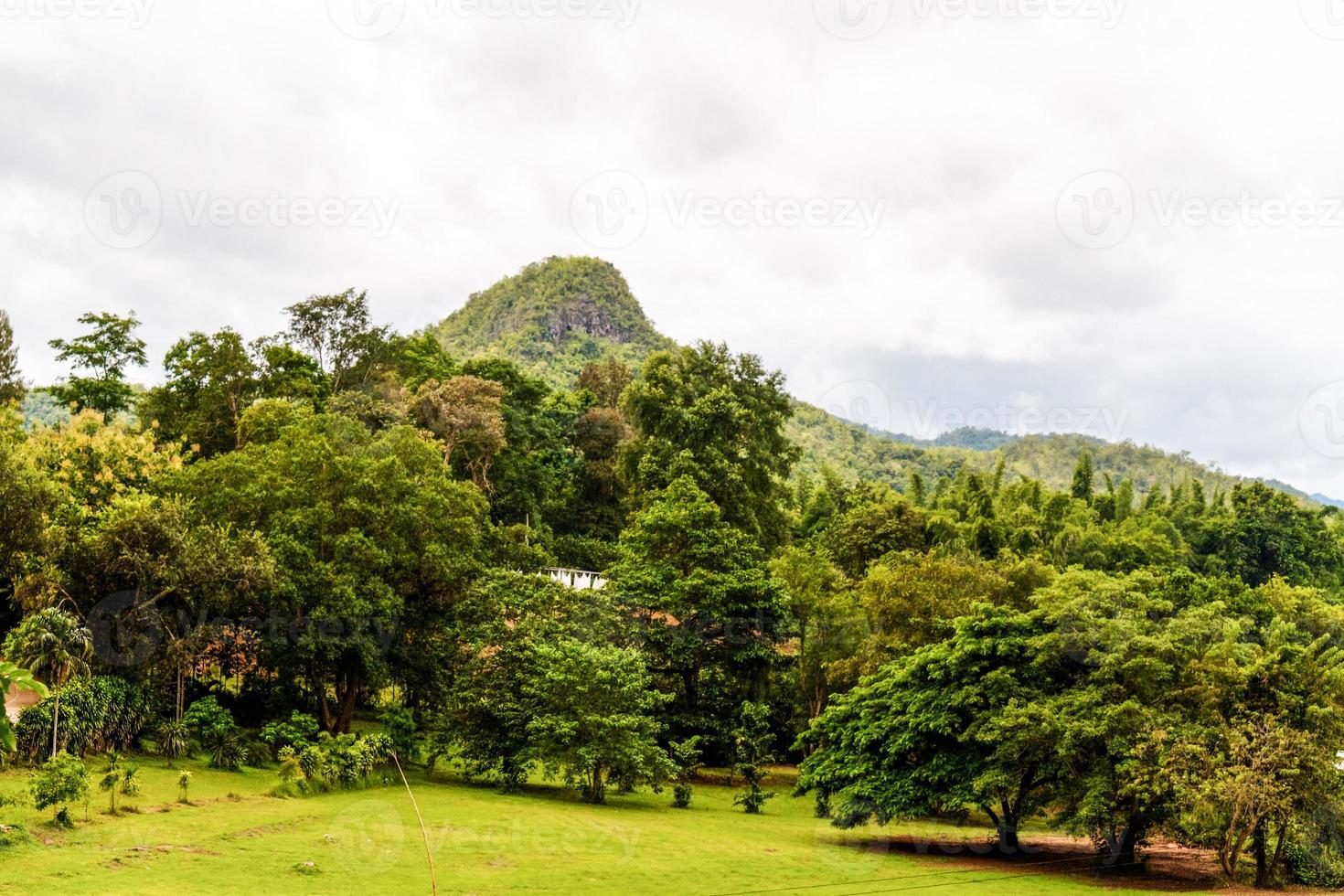 Beautiful rain forest photo