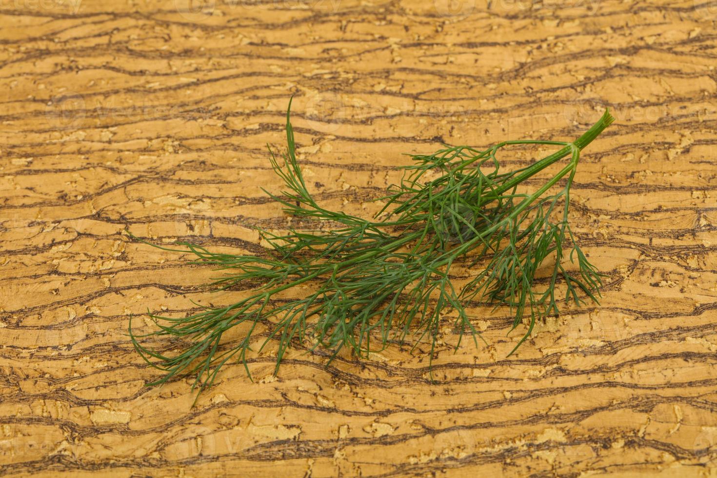 Fresh green dill herb branch photo
