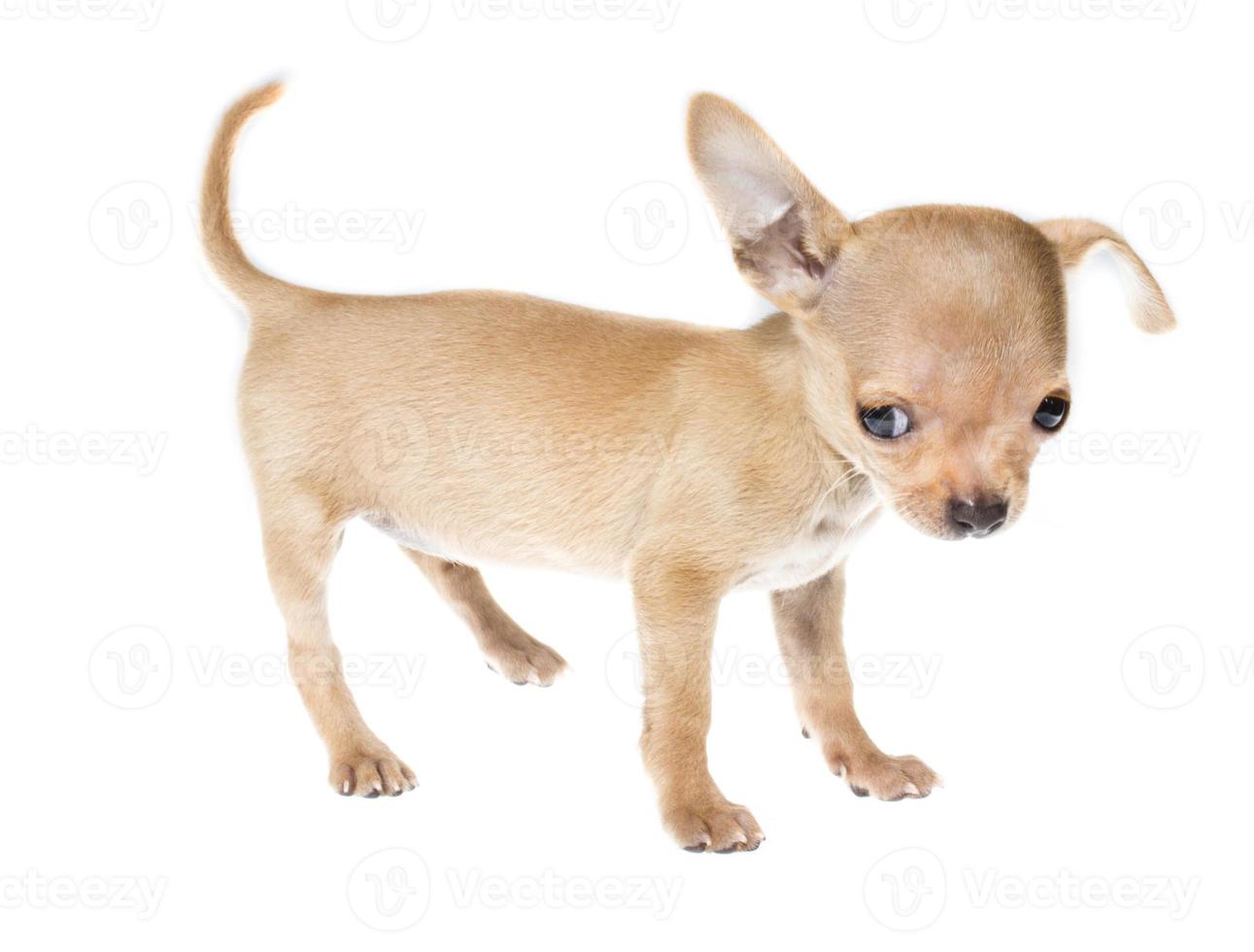 Funny puppy Chihuahua poses on a white background photo