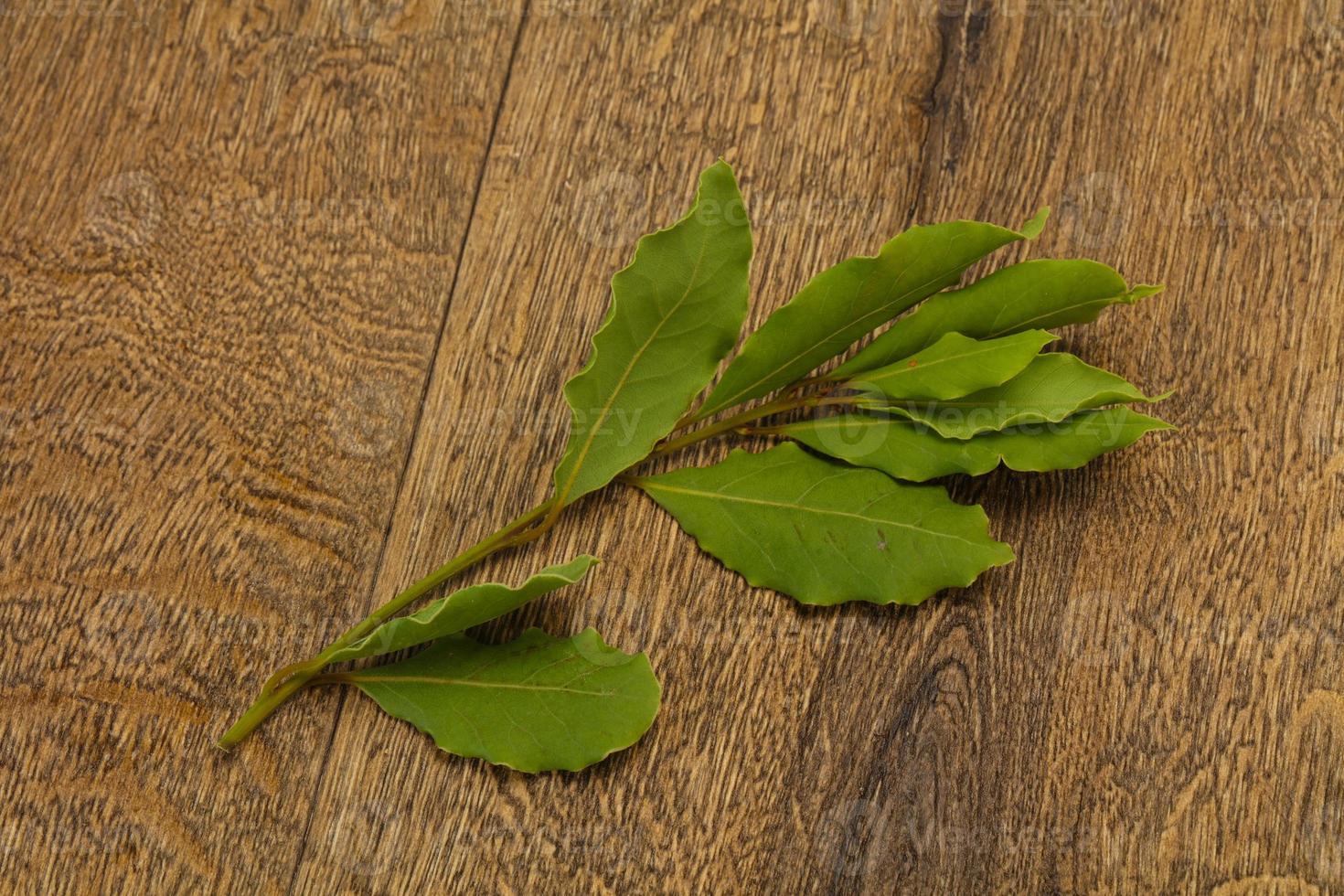 Green laurel leaves on the branch photo