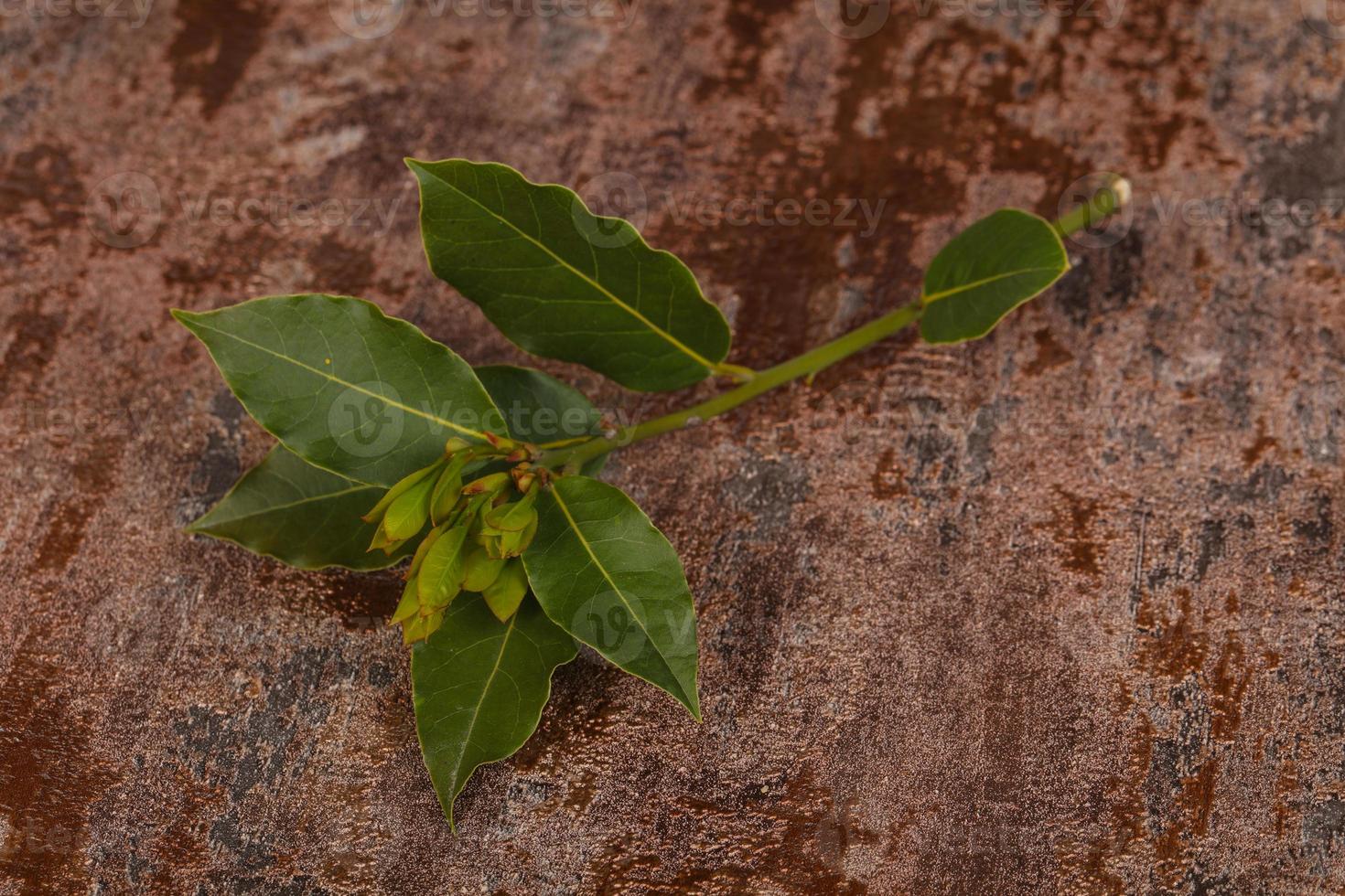 Green young aroma Laurel branch photo