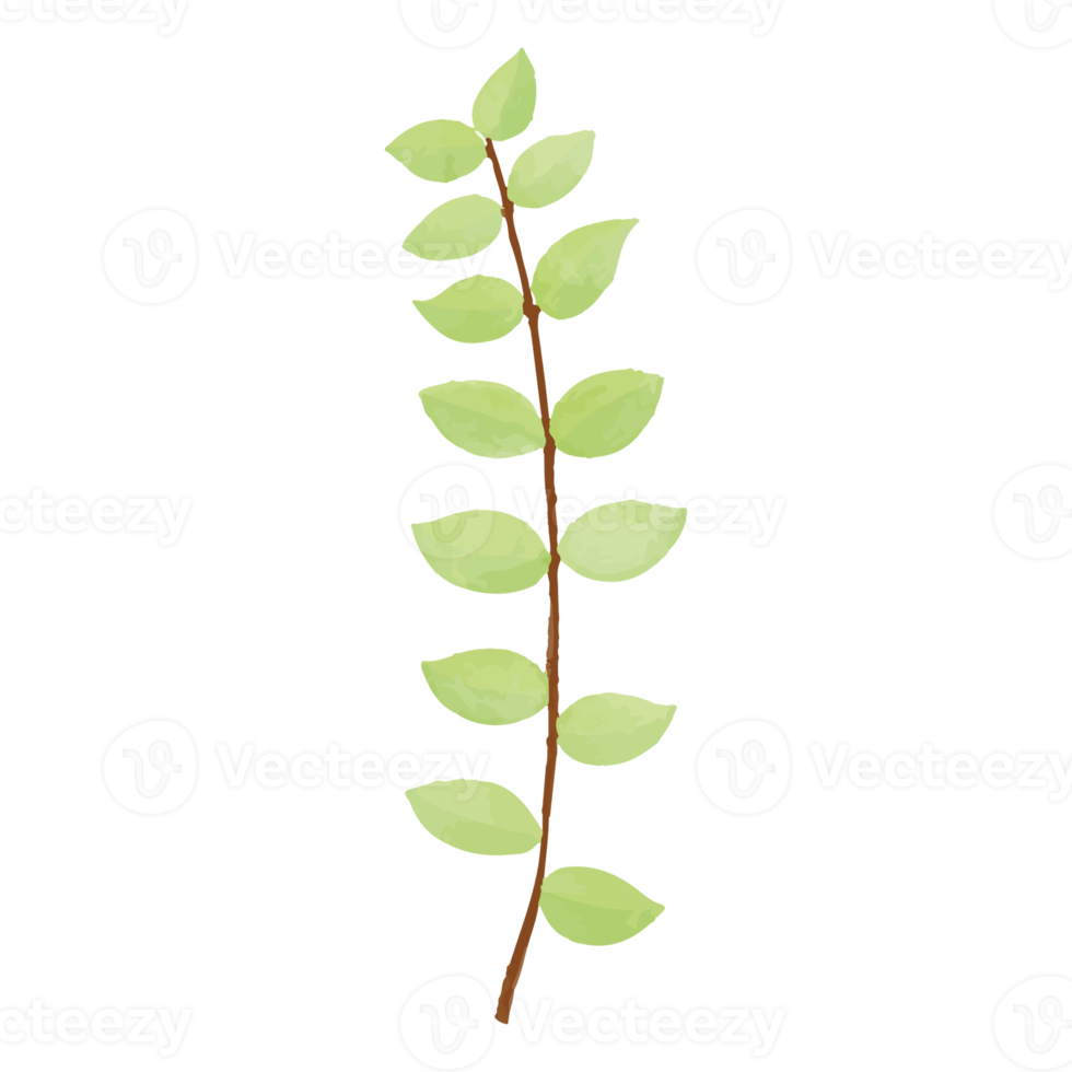 hoja de acuarela, imágenes prediseñadas de hojas verdes png