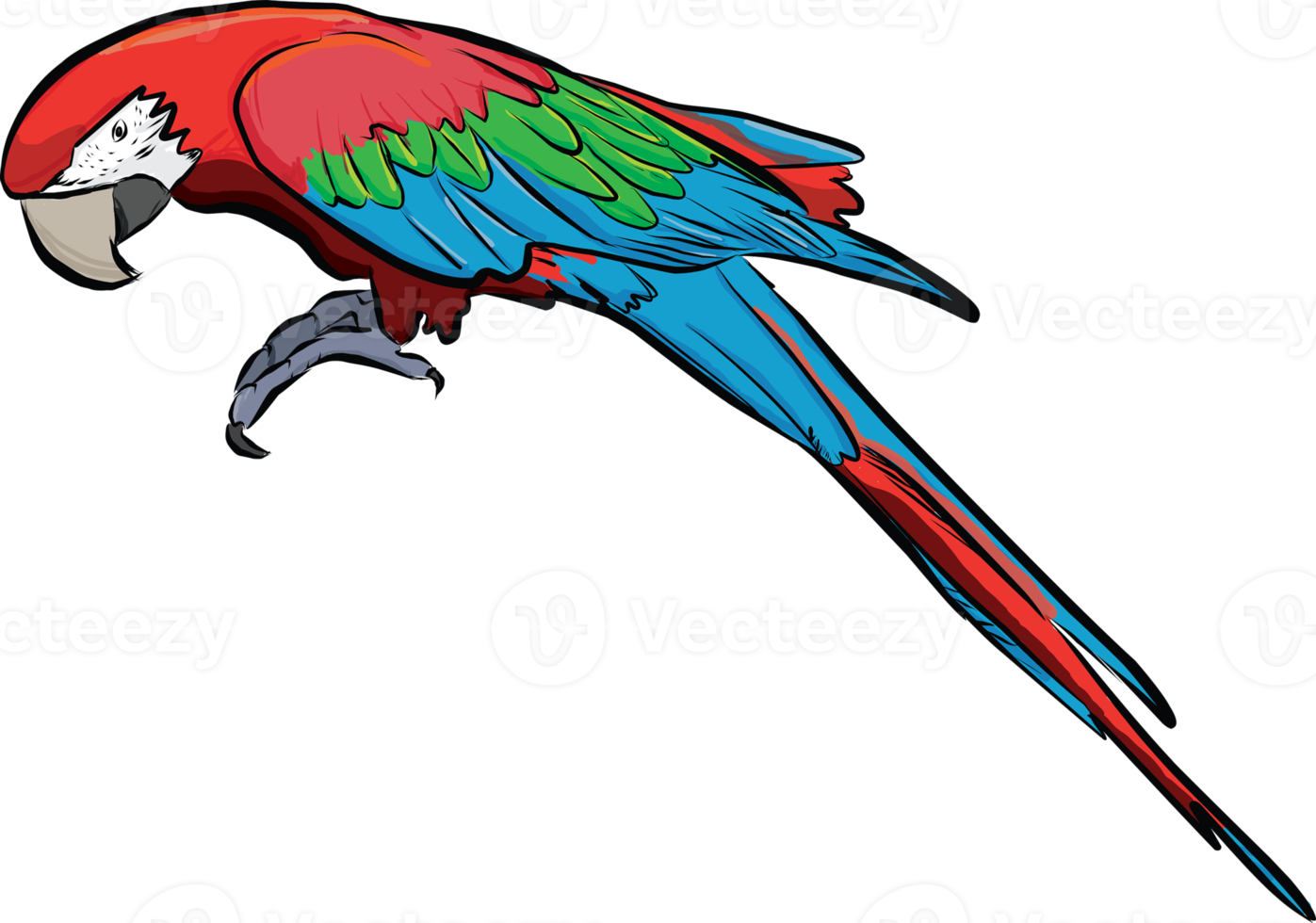 Colorful drawing Macaw bird 8476516 PNG
