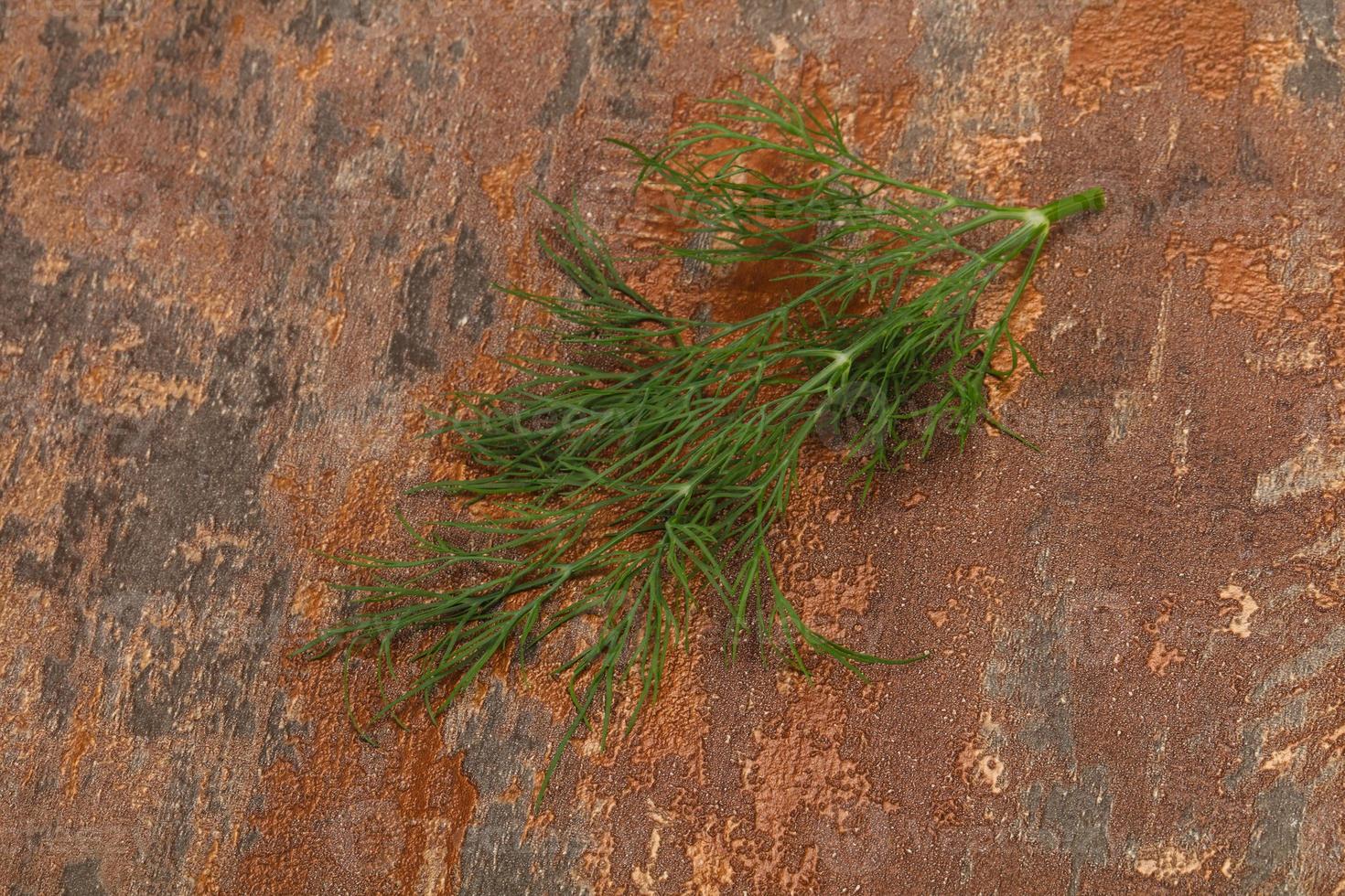 Fresh green dill herb branch photo