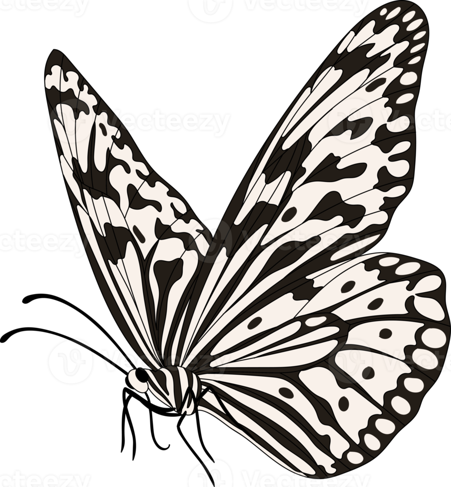 Hand drawn butterfly illustration. png