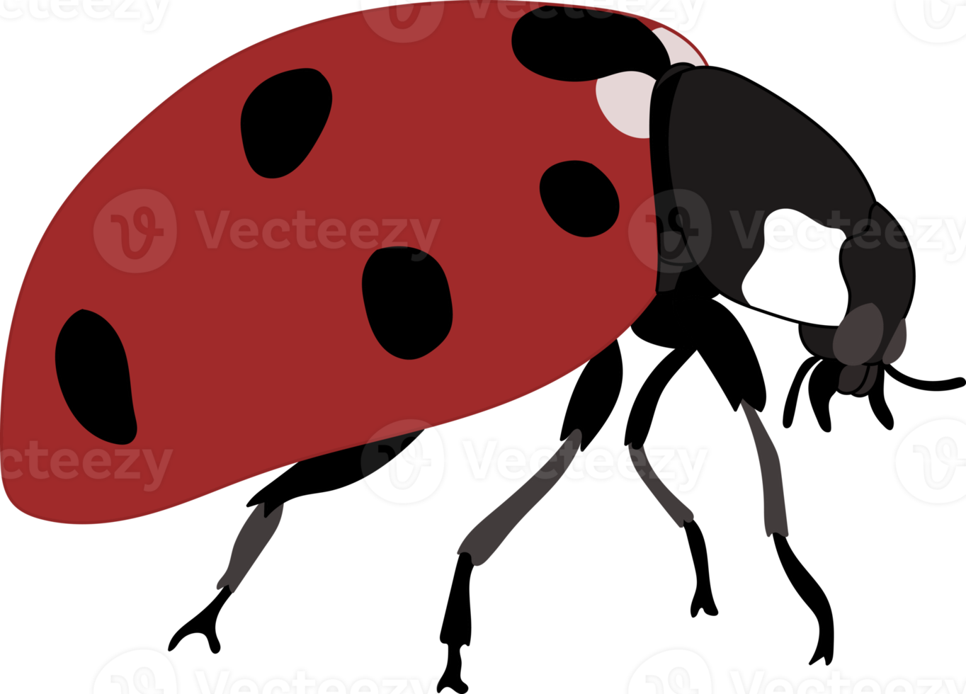 Hand drawn ladybug illustration. png