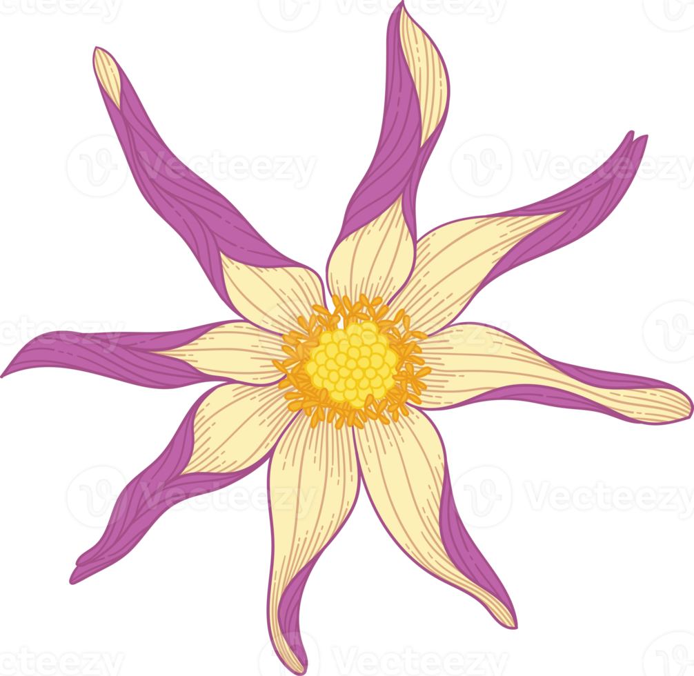 Hand drawn purple dahlia flower png