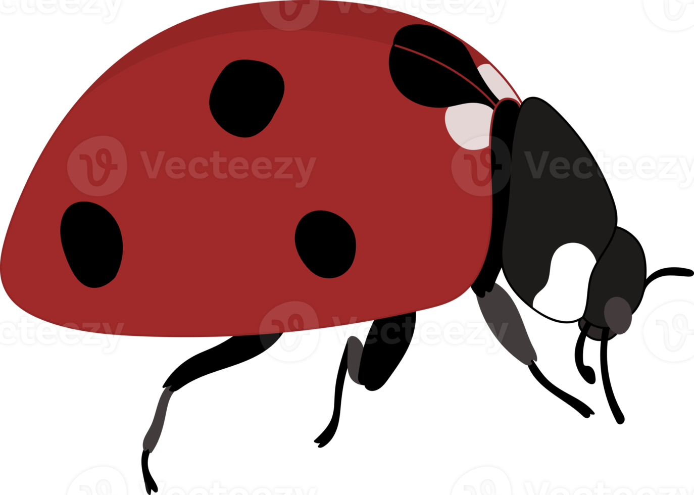 Hand drawn ladybug illustration. png