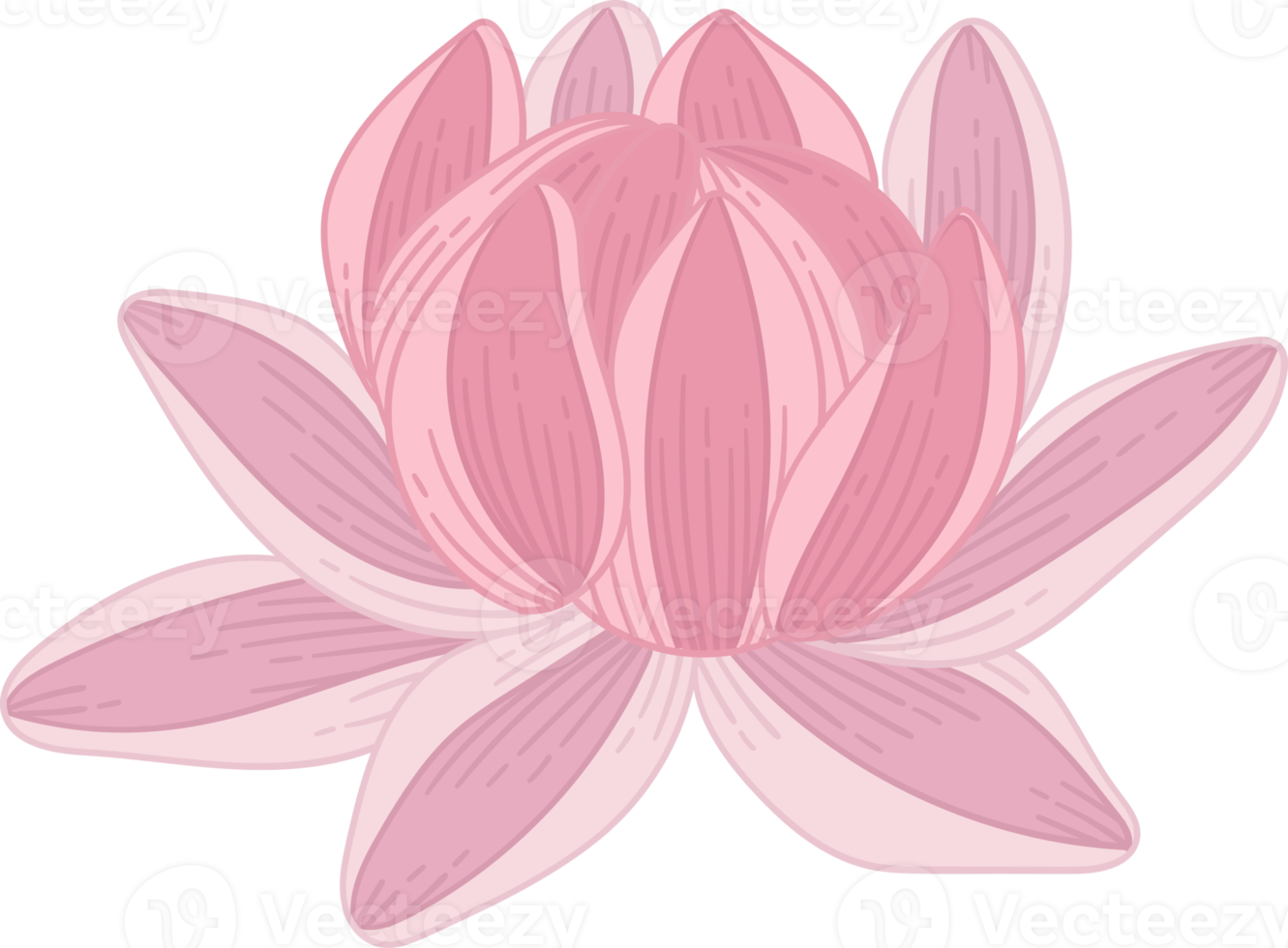 Hand drawn pink dahlia flower png