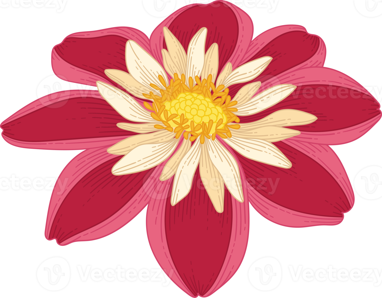 Hand drawn red dahlia flower png