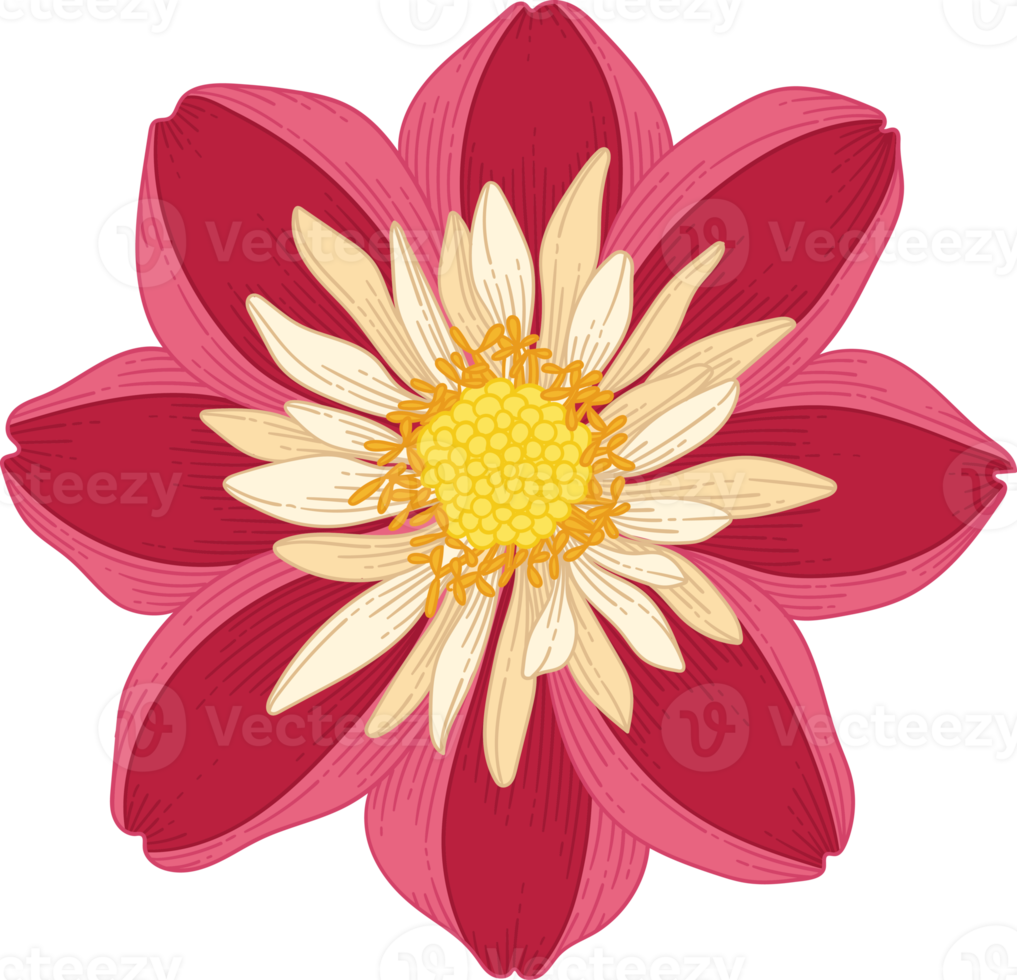 fiore di dalia rosso disegnato a mano png