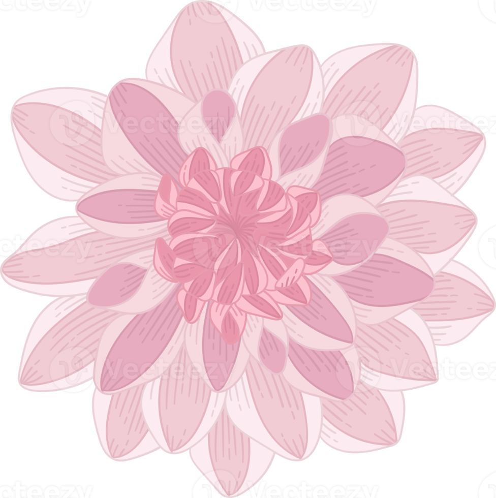 Hand drawn pink dahlia flower png