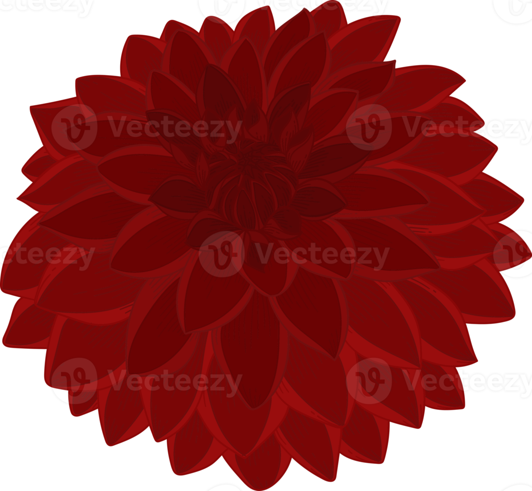 Hand drawn red dahlia flower png