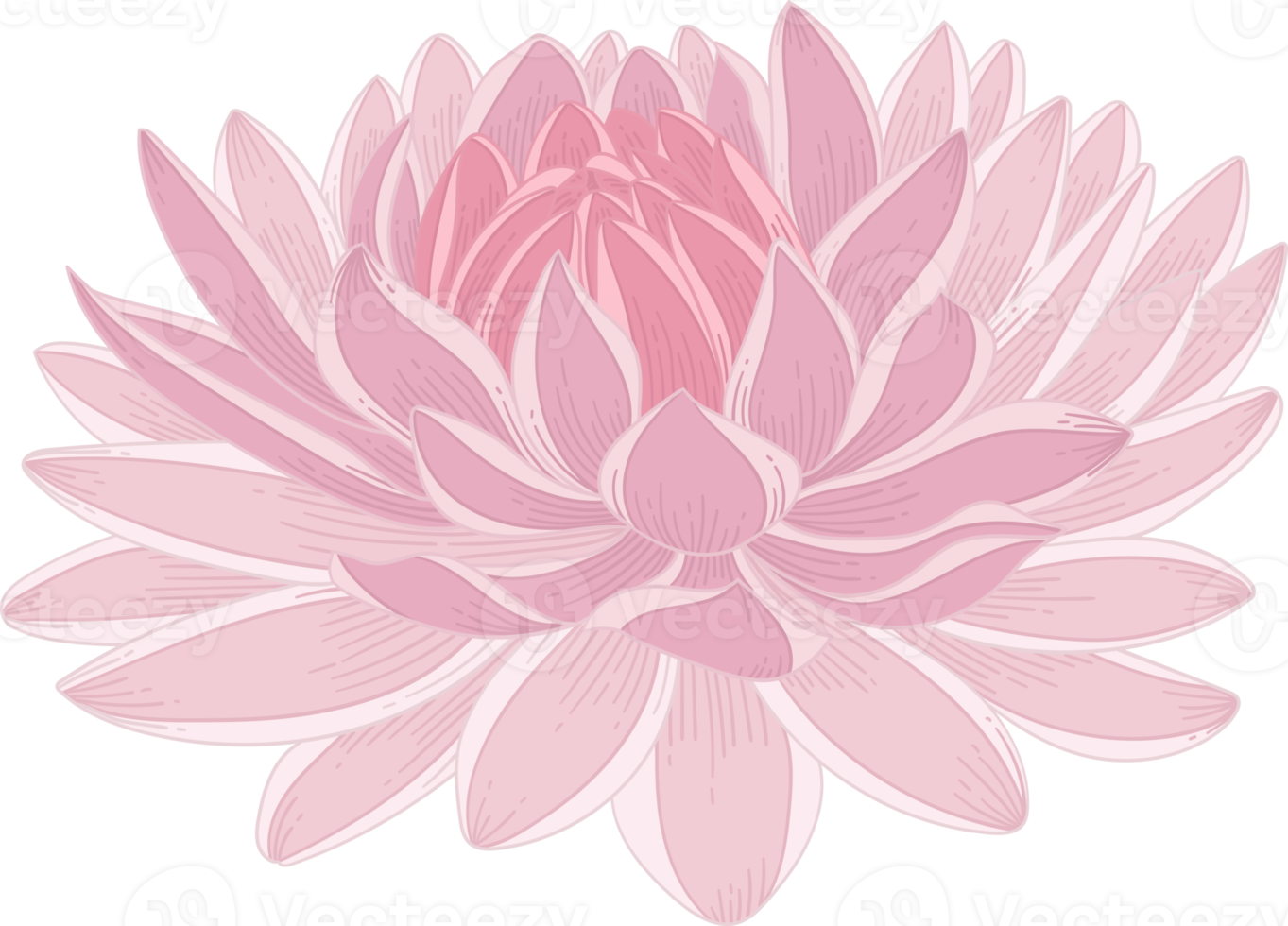 hand gezeichnete rosa dahlienblume png