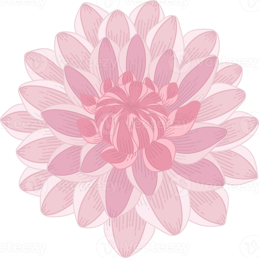 Hand drawn pink dahlia flower png