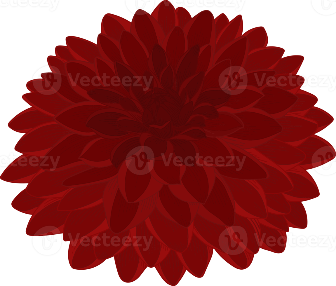 Hand drawn red dahlia flower png