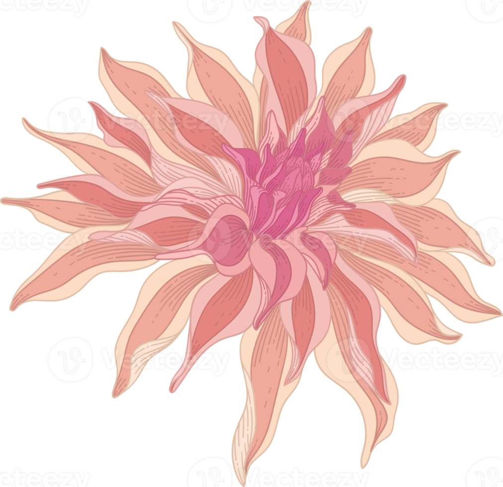 Hand drawn pink dahlia flower png