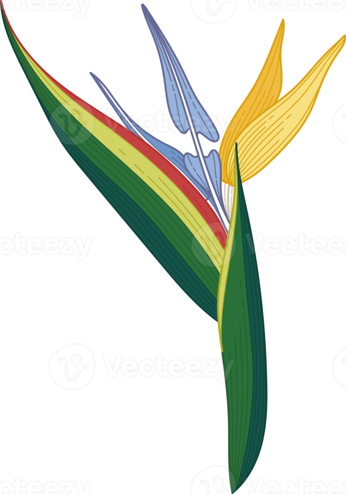 Hand drawn colorful topical flower png