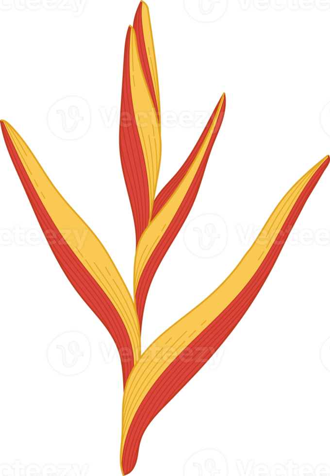 Hand drawn yellow topical flower png