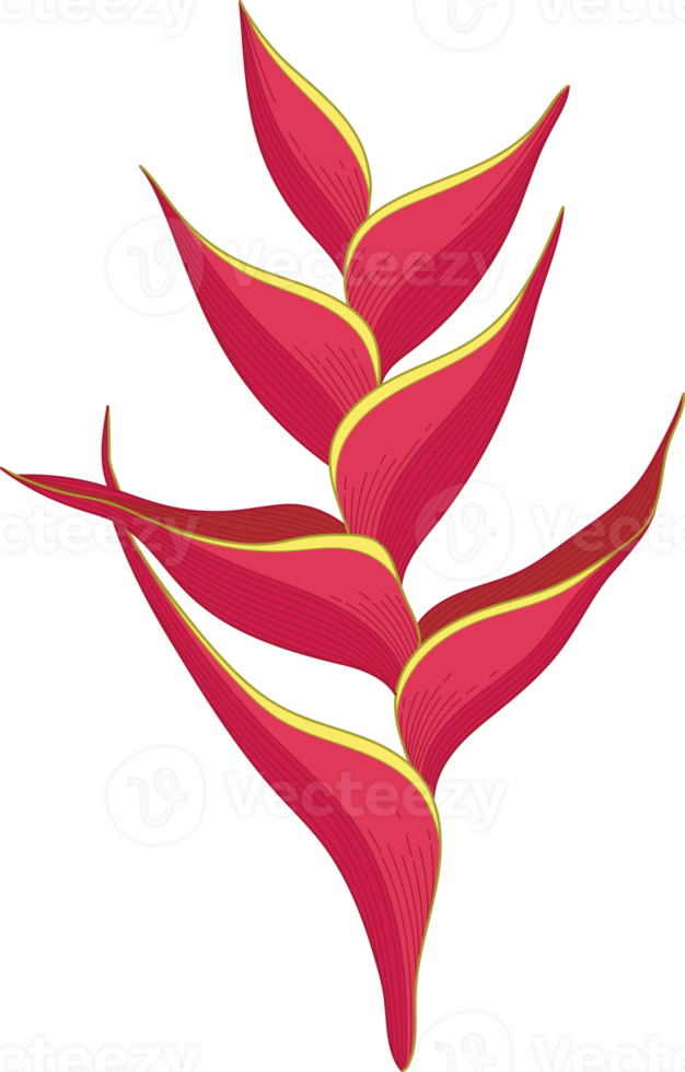 Hand drawn red topical flower png