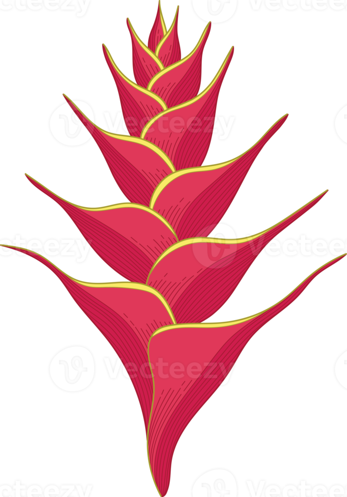 Hand drawn red topical flower png