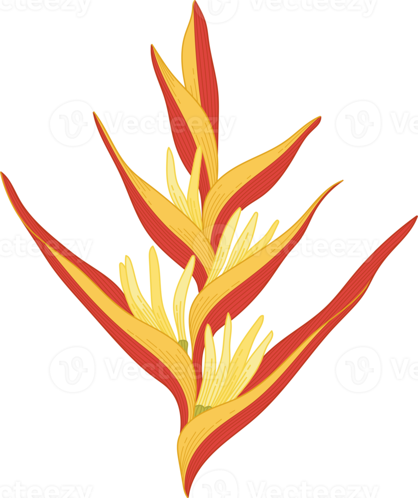 Hand drawn yellow topical flower png