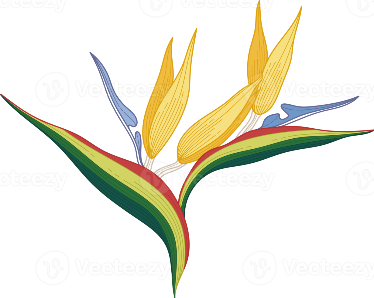 Hand drawn colorful topical flower png