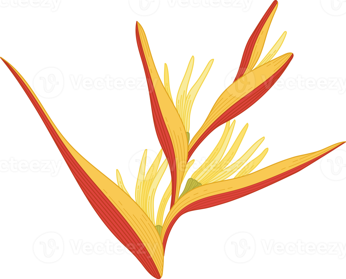 Hand drawn yellow topical flower png